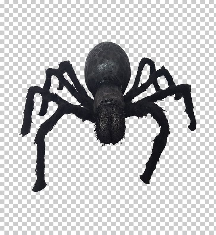 Spider Insect Arachnid PNG, Clipart, Arachnid, Arthropod, Insect, Insects, Invertebrate Free PNG Download