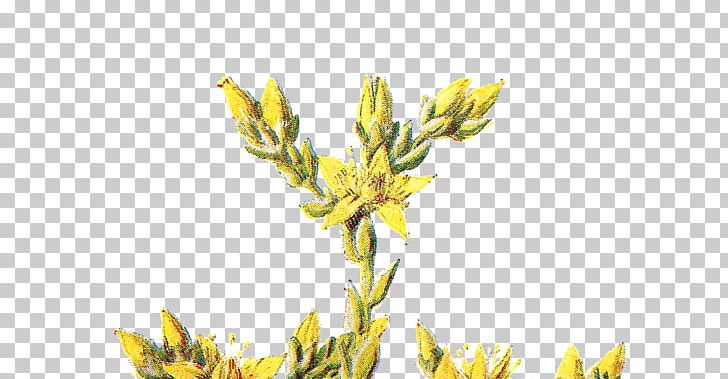 Wildflower PNG, Clipart, Bud, Commodity, Cropping, Flower, Flowering Plant Free PNG Download