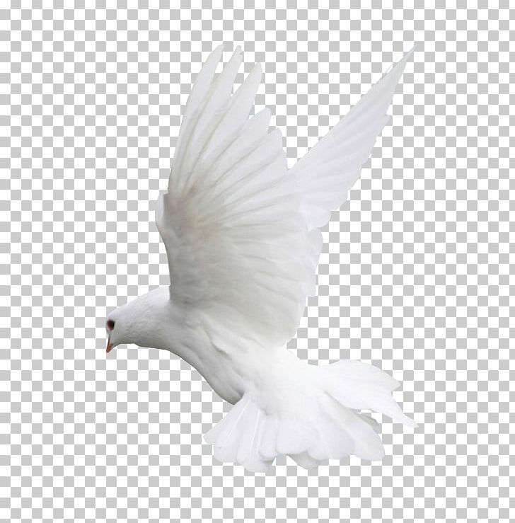 Columbidae Doves As Symbols Bird PNG, Clipart, Animals, Art White, Beak, Bird, Bird Of Prey Free PNG Download