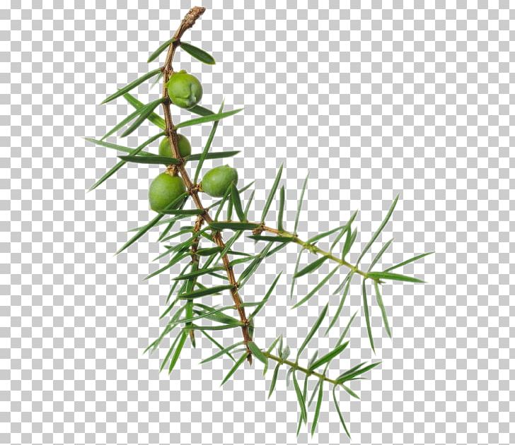 Larch Twig Juniper Berry Plant Stem PNG, Clipart, Branch, Conifer, Cypress Family, Juniper, Juniper Berries Free PNG Download