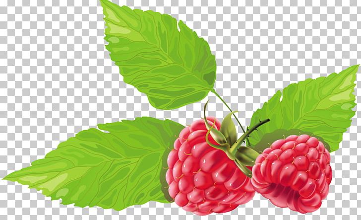 Raspberry Fruit Strawberry PNG, Clipart, Berry, Boysenberry, Drawing, Food, Fruit Free PNG Download