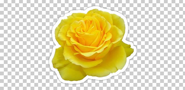 Rose Gardening Yellow Flower Desktop PNG, Clipart, Academic Dress, Closeup, Cut Flowers, Desktop Wallpaper, Flower Free PNG Download