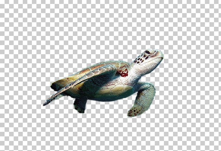 World Turtle Day Cheloniidae Green Sea Turtle Tortoise PNG, Clipart, Animal, Cheloniidae, Chelydridae, Emydidae, Fauna Free PNG Download