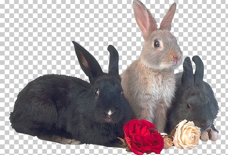 Easter Bunny Rabbit PNG, Clipart, Animals, Blog, Domestic Rabbit, Easter, Easter Bunny Free PNG Download