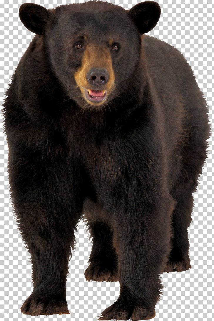 American Black Bear Polar Bear Brown Bear PNG, Clipart, American Black Bear, Animals, Bear, Brown Bear, Carnivoran Free PNG Download