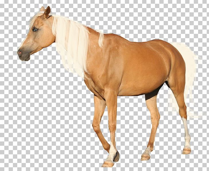 andalusian horse mane mustang appaloosa palomino png