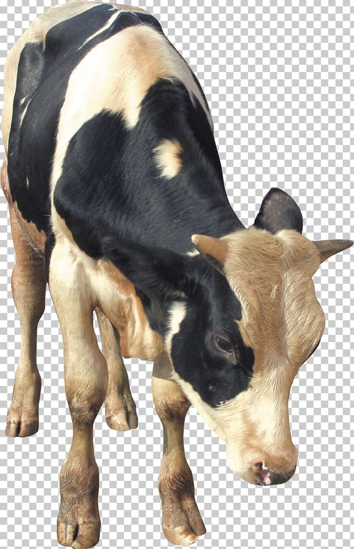 Dairy Cattle Calf Taurine Cattle Livestock PNG, Clipart, Animals, Animated, Calf, Cattle, Cattle Like Mammal Free PNG Download