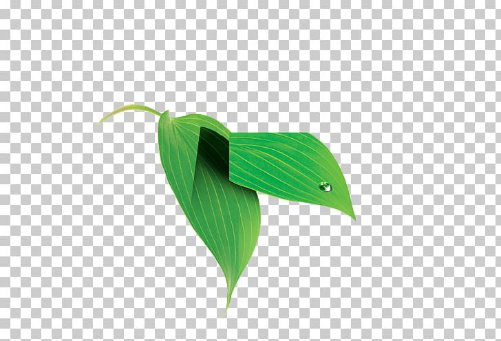 Leaf PNG, Clipart, Autumn Leaf, Green, Green Leaf, Leaf, Leaf And Petals Free PNG Download