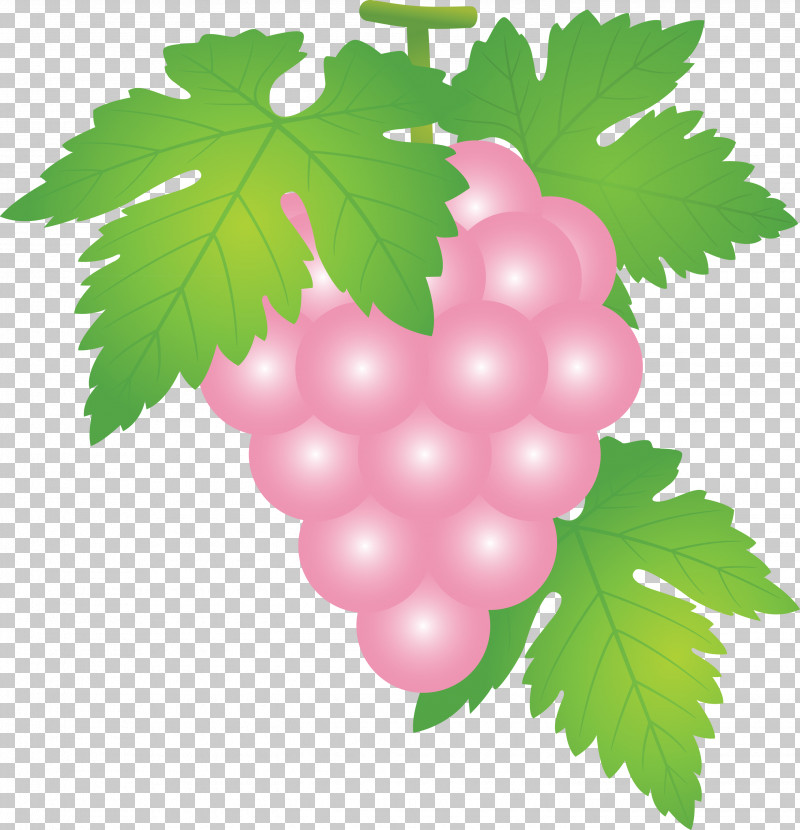 Grape Grapes Fruit PNG, Clipart, Flower, Fruit, Grape, Grape Leaves, Grapes Free PNG Download