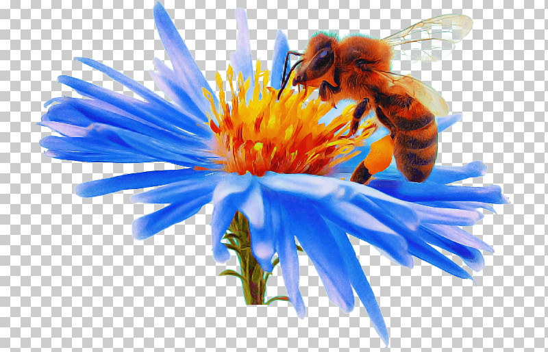 Honey Bee Nectar Pollen Bees Close-up PNG, Clipart, Bees, Closeup, Honey, Honey Bee, Nectar Free PNG Download