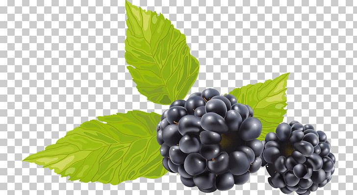 Blackberry PNG, Clipart, Berry, Bilberry, Blackberry, Blackberry Fruit, Blackberry Winter Free PNG Download