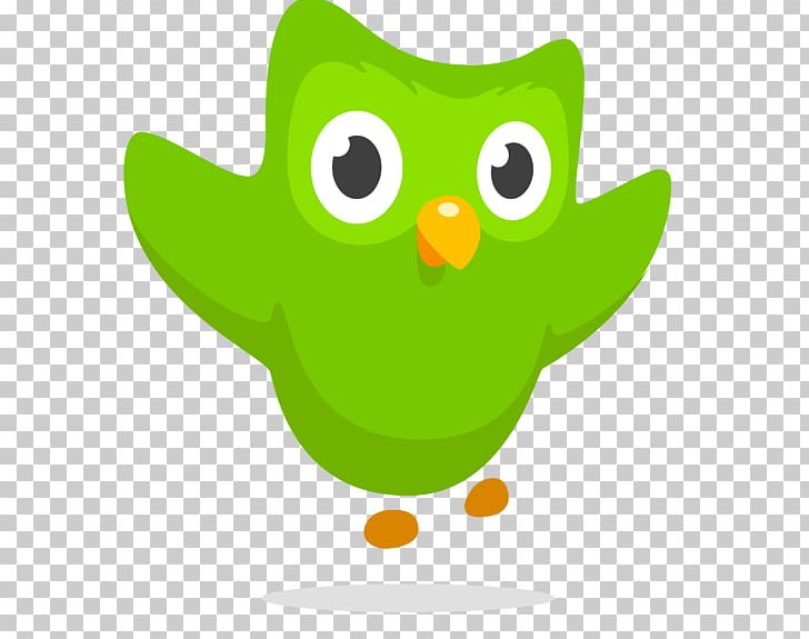Duolingo Owl Foreign Language Learning PNG, Clipart, Animals, Beak, Bird, Bird Of Prey, Cartoon Free PNG Download