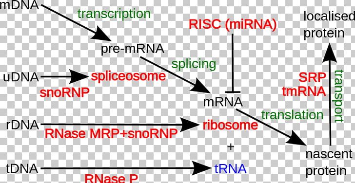 Non-coding RNA Non-coding DNA Coding Region Ribosomal RNA PNG, Clipart, Angle, Antisense Rna, Area, Brand, Diagram Free PNG Download