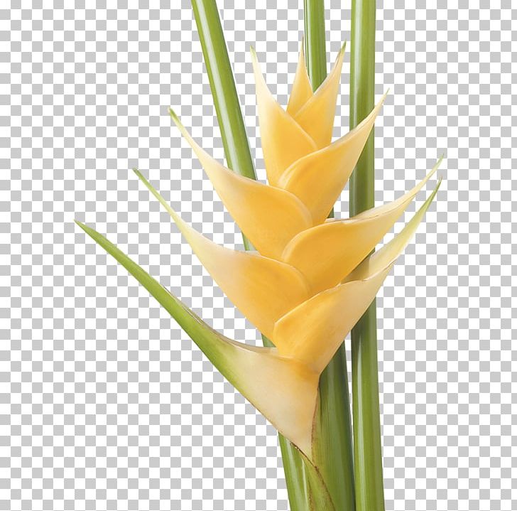 Cut Flowers Heliconia Bihai Heliconia Psittacorum Plant PNG, Clipart, Bird Of Paradise Flower, Cut Flowers, Flores Tropicales, Flower, Flowerpot Free PNG Download