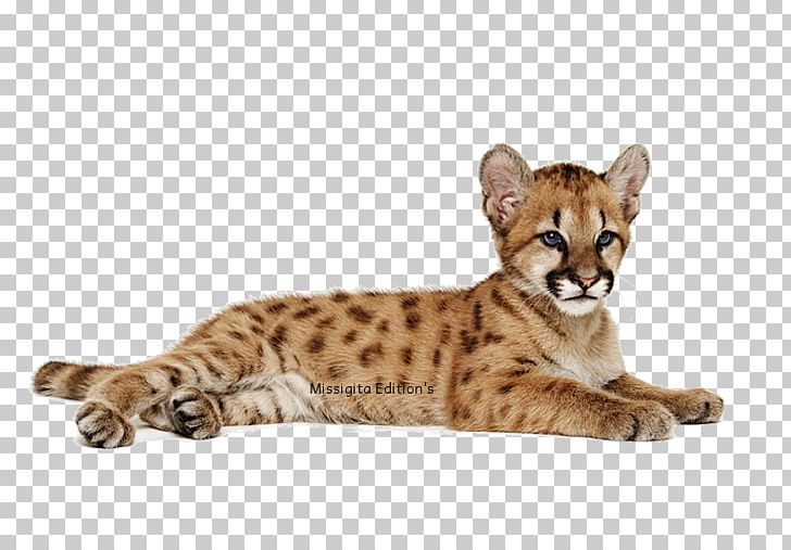 Leopard Cheetah Animal PNG, Clipart, Animal, Animals, Big Cats, Carnivoran, Cat Free PNG Download