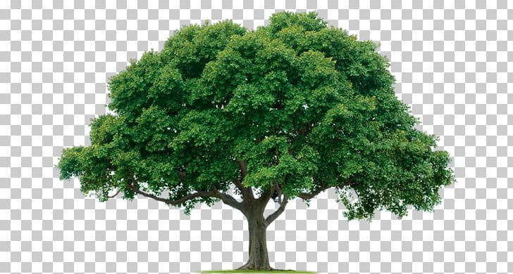 Tree Planting Banyan Drawing Landscaping PNG, Clipart, Banyan, Branch, Colored Pencil, Common Fig, Drawing Free PNG Download
