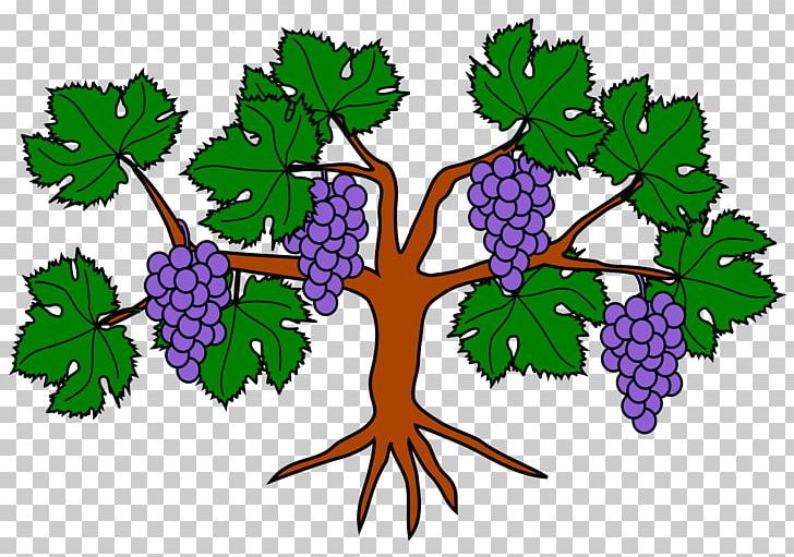 Common Grape Vine Wine Food PNG, Clipart, Branch, Common Grape Vine, Condado De Villariezo, Flowering Plant, Food Free PNG Download