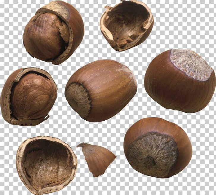 Hazelnut Nuts Walnut Auglis PNG, Clipart, Almond, Auglis, Chestnut, Desktop Wallpaper, Dried Fruit Free PNG Download