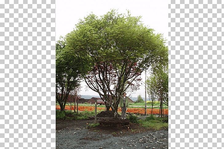 Japanese Maple Tree Shrub Plant Nursery PNG, Clipart, Branch, Community, Evergreen, Flora, Giant Sequoia Free PNG Download
