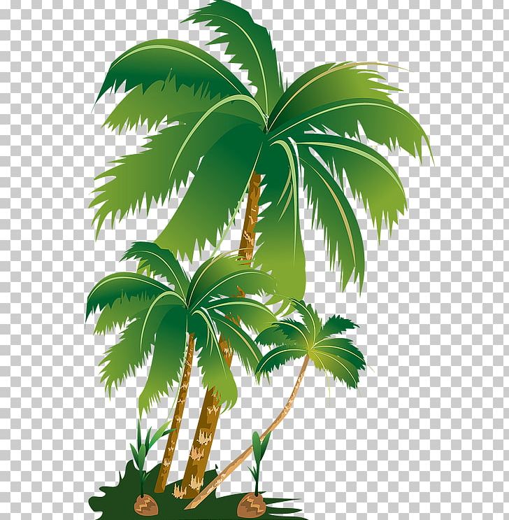 Palm Trees Portable Network Graphics PNG, Clipart, Arecales, Borassus Flabellifer, Ceroxylon Quindiuense, Coconut, Data Free PNG Download