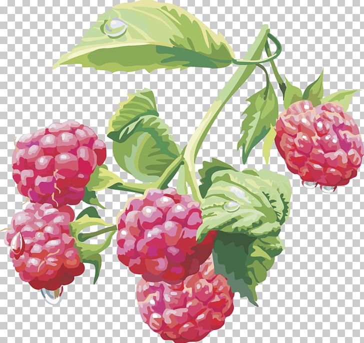 Raspberry PNG, Clipart, Berry, Blackberry, Food, Fruit, Fruit Nut Free PNG Download