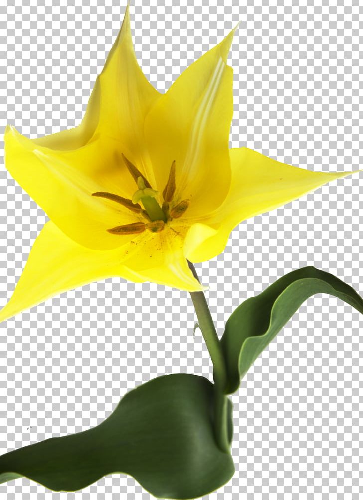 Tulip Plant Stem Still Life Photography Cut Flowers PNG, Clipart, Cut Flowers, Fawn Lily, Flower, Flowering Plant, Flowers Free PNG Download