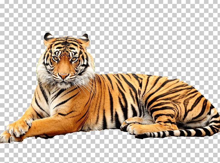 United States Lion Paper Bengal Tiger ROLJACK ASIA LIMITED PNG, Clipart, Animal, Animals, Asi, Bengal Tiger, Big Cat Free PNG Download
