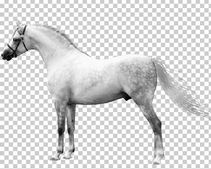 Welsh Pony And Cob Mane Mustang American Quarter Horse PNG, Clipart, Black, Black And White, Bridle, Colt, Halter Free PNG Download