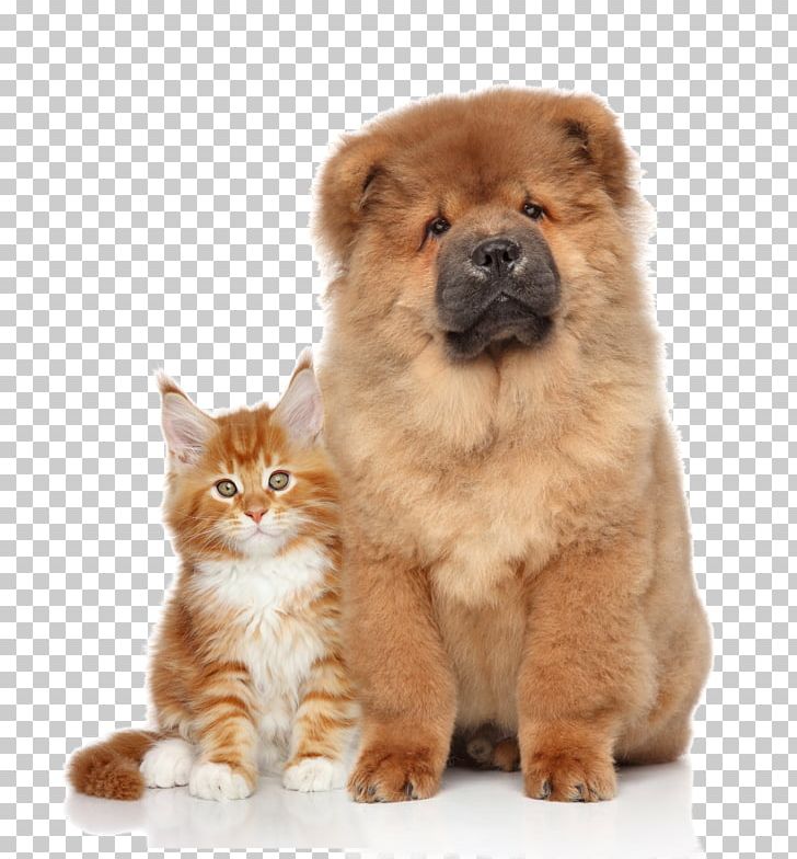 Chow Chow Kitten Puppy Cat PNG, Clipart, Animal, Animals, Carnivoran, Cat, Cat Like Mammal Free PNG Download