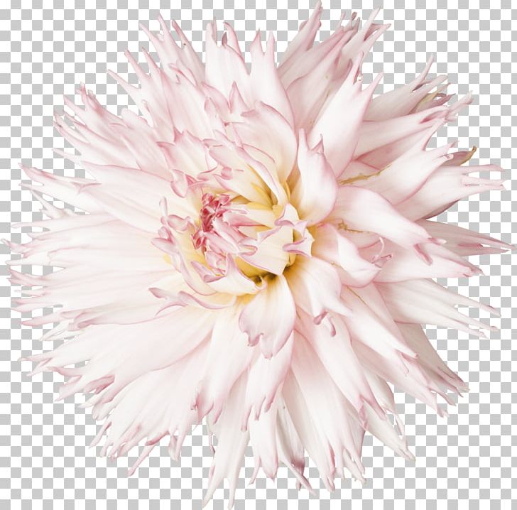 Cut Flowers Dahlia PNG, Clipart, Aster, Chrysanthemum, Chrysanths, Clip Art, Cut Flowers Free PNG Download