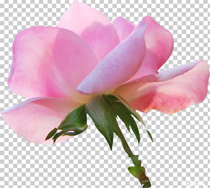 Garden Roses China Rose Cabbage Rose Flower PNG, Clipart, Bud, China Rose, Cut Flowers, Drawing, Floribunda Free PNG Download