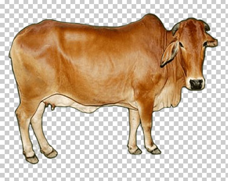 Dairy Cattle Sahiwal Cattle Gyr Cattle Red Sindhi Tharparkar Cattle PNG, Clipart, Breed, Calf, Cattle, Cattle Like Mammal, Cow Goat Family Free PNG Download