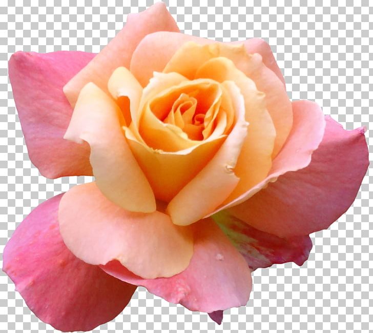 Flower Nancy's Salon Blume Garden Roses PNG, Clipart, 1800flowers, Blume, China Rose, Closeup, Crocus Free PNG Download