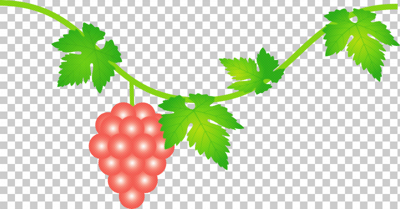 Grape Grapes Fruit PNG, Clipart, Berry, Currant, Flower, Food, Fruit Free PNG Download