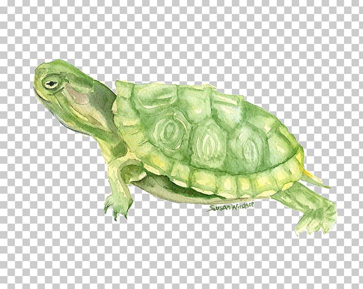 Turtle Watercolor Painting Drawing PNG, Clipart, Amphibians, Animal, Animal Painter, Animals, Art Free PNG Download