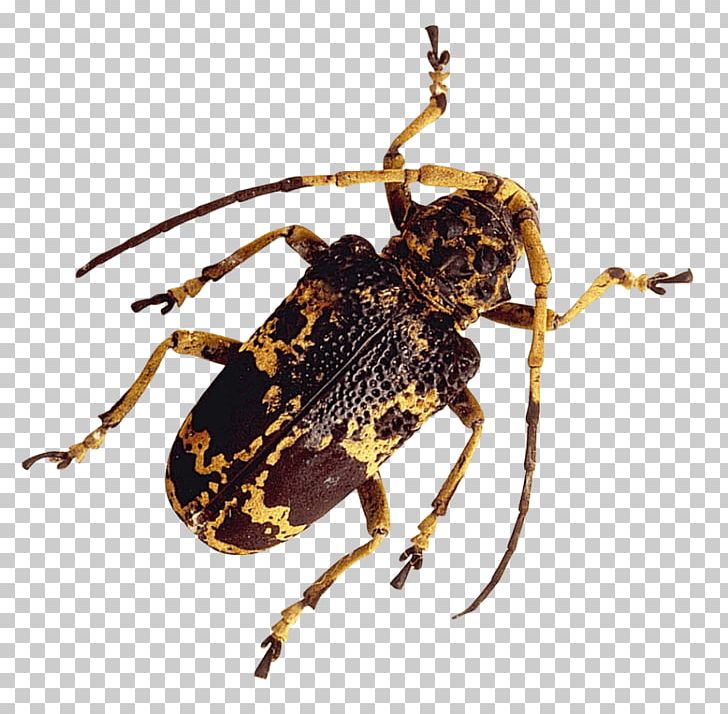 Beetle Portable Network Graphics Transparency True Bugs PNG, Clipart, Animals, Arthropod, Beetle, Cricket, Desktop Wallpaper Free PNG Download
