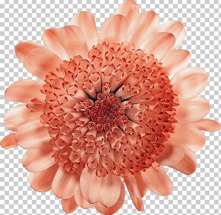 Cut Flowers Floral Design Transvaal Daisy Chrysanthemum PNG, Clipart, Chrysanthemum, Chrysanths, Cut Flowers, Daisy Family, Finger Free PNG Download