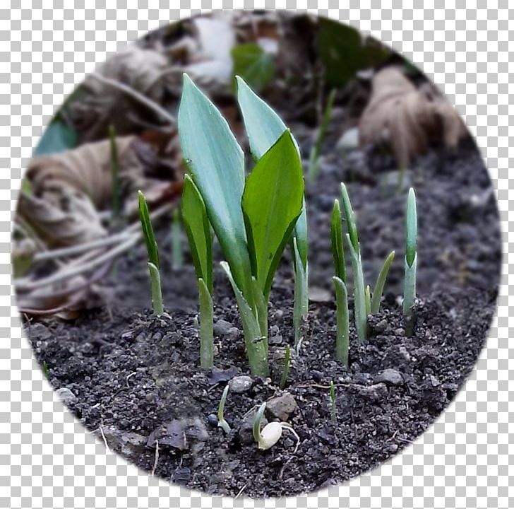 Ramsons Bulb Lily Of The Valley Garlic Transplanting PNG, Clipart, Allium, Bulb, Cacciatoia, Garlic, Grass Free PNG Download