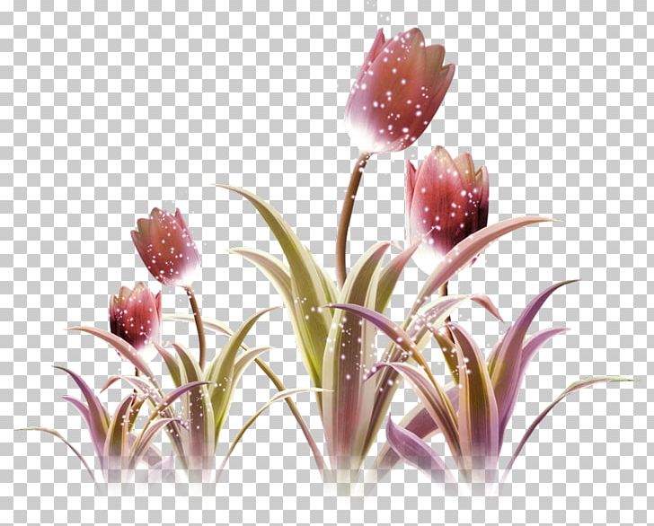 Tulip Purple Flower Violet PNG, Clipart, Bud, Cbse Exam Class 10, Color, Data Compression, Download Free PNG Download