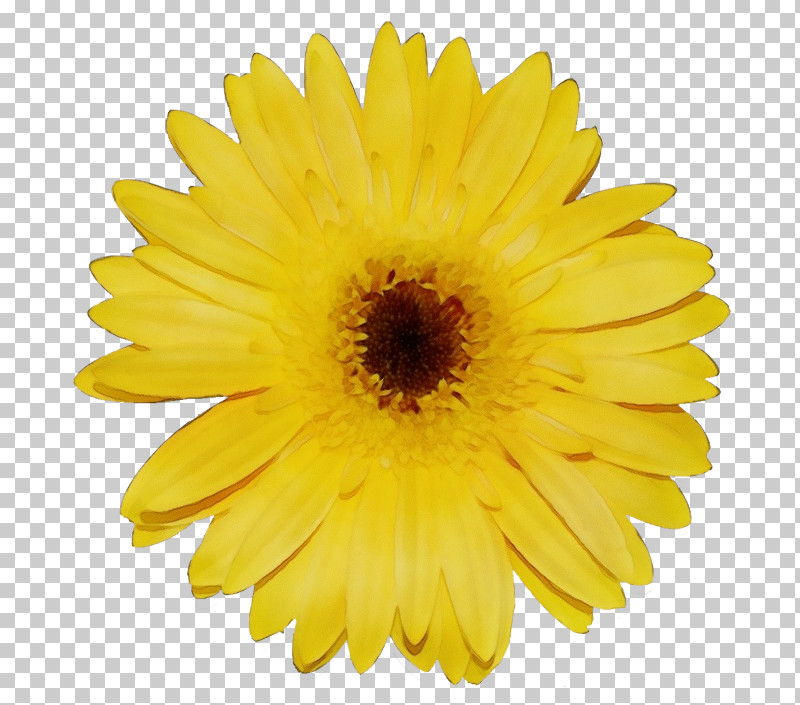 Floral Design PNG, Clipart, Blue, Chrysanthemum, Color, Common Daisy, Floral Design Free PNG Download