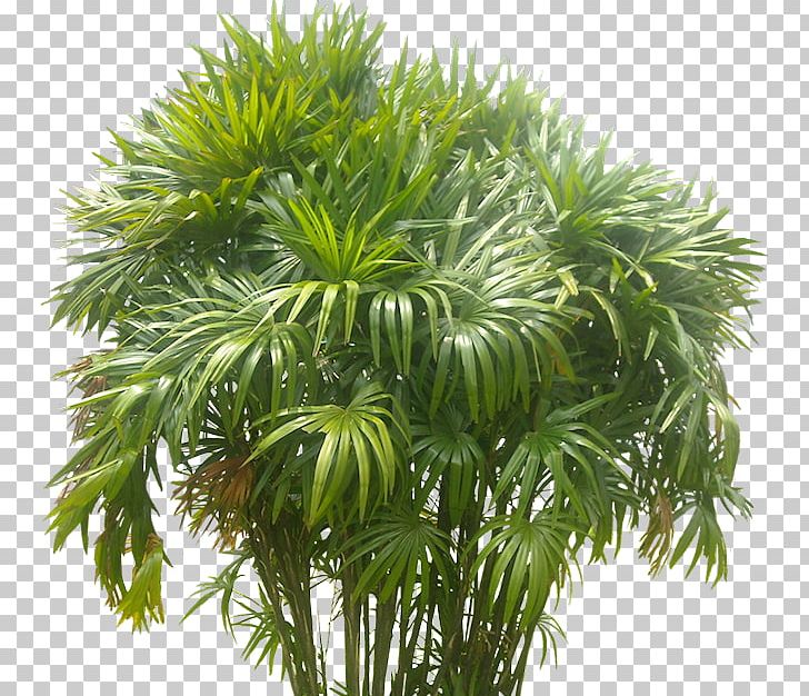 Arecaceae Plant Areca Palm Tree PNG, Clipart, Arbusto, Arecaceae, Arecales, Areca Palm, Borassus Flabellifer Free PNG Download