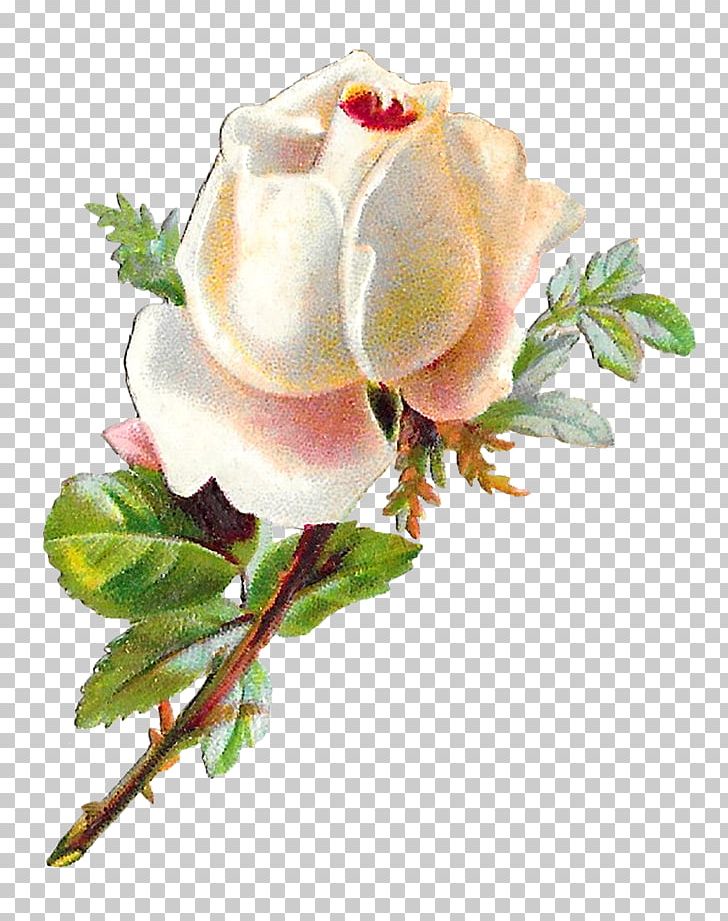 Garden Roses Cabbage Rose Cut Flowers PNG, Clipart, Bud, Cut Flowers, Flower, Flowering Plant, Garden Free PNG Download