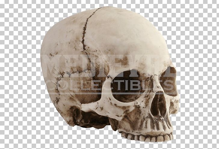 Skull Human Skeleton Head PNG, Clipart, Bone, Fantasy, Head, Human Skeleton, Jaw Free PNG Download