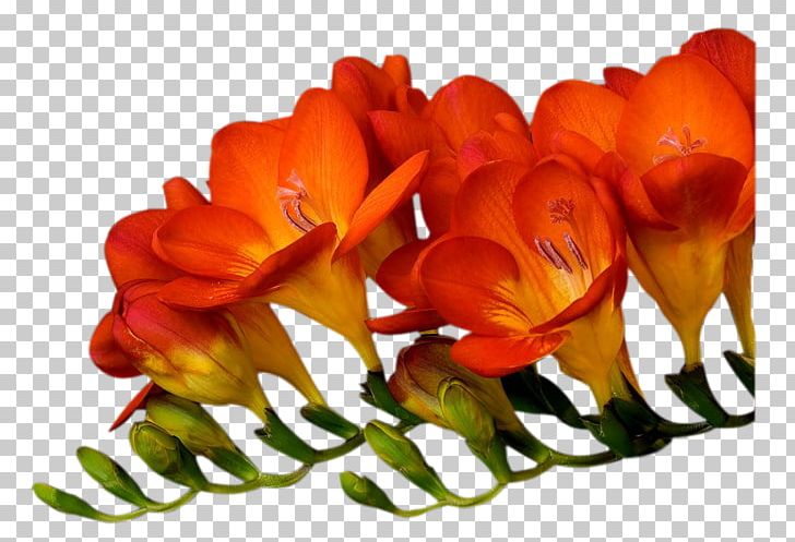 Cut Flowers Petal Floral Design Oyster PNG, Clipart, Asena, Cicekler, Cicek Resimler, Cut Flowers, Fleur Free PNG Download