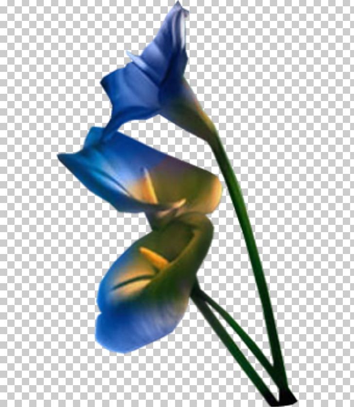 Flower PhotoFiltre PNG, Clipart, Animation, Blue, Blue Rose, Bud, Cicek Free PNG Download