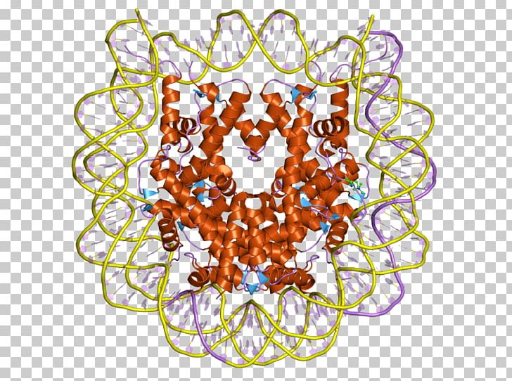 Histone DNA Cell Chromatin RNA PNG, Clipart, 1 B, 3 C, Arginine, C 1, Cell Free PNG Download