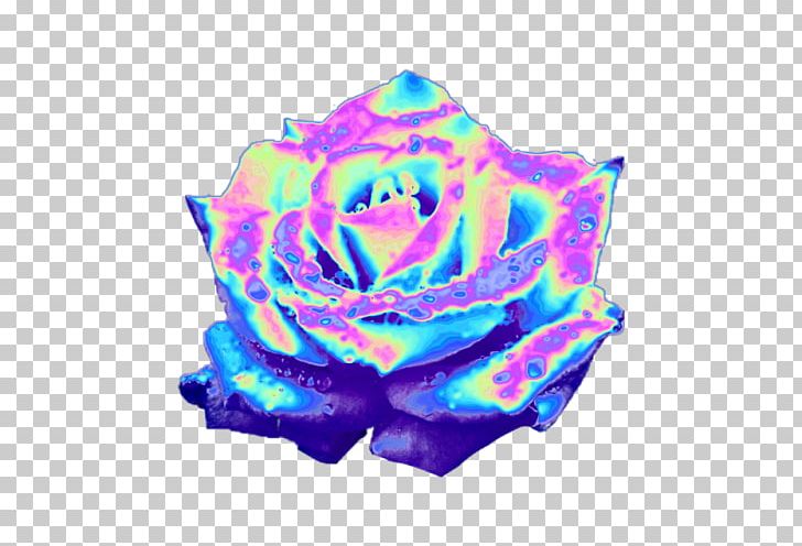 Rainbow Rose Garden Roses Blue Rose Iridescence Tumblr PNG, Clipart, Aesthetic, Aqua, Blue, Blue Rose, Cobalt Blue Free PNG Download