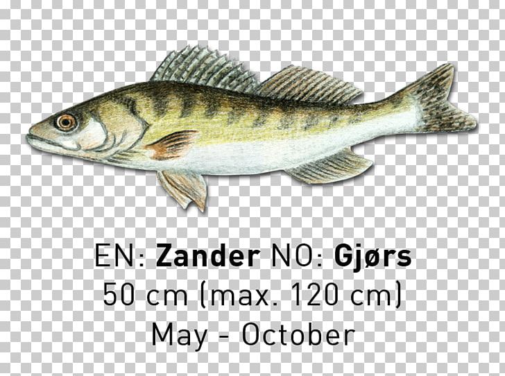 Sardine Fish Products Cod Salmon Oily Fish PNG, Clipart, 09777, Animals, Bass, Bass Guitar, Bony Fish Free PNG Download