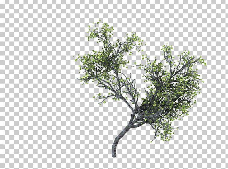 Tree Branch Woody Plant Populus Nigra PNG, Clipart, Branch, Cottonwood, Forest, Leaf, Nature Free PNG Download