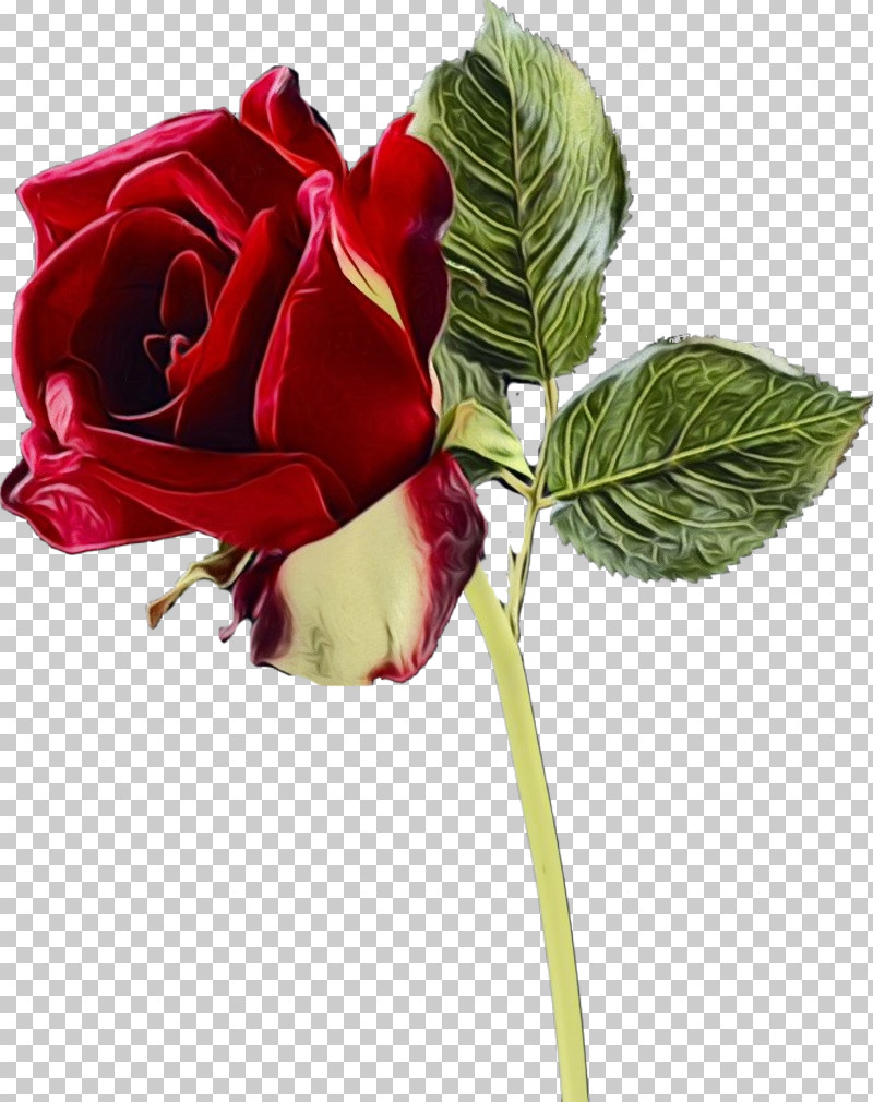 Garden Roses PNG, Clipart, Artificial Flower, Cabbage Rose, China Rose, Cut Flowers, Floribunda Free PNG Download